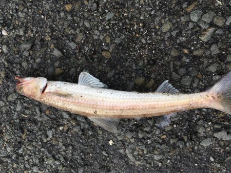 エソはおった。